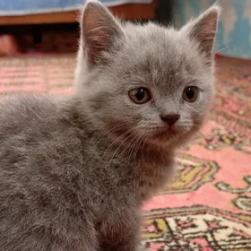 Котята