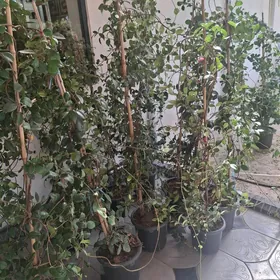 Jasmin agajy