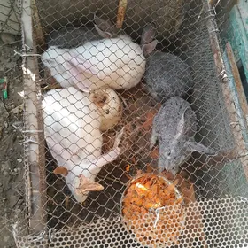 Satlyk tawşan