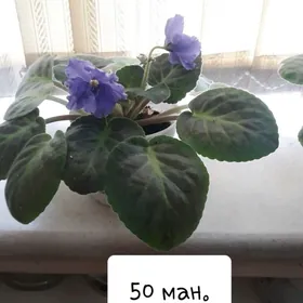 цветы комнатные