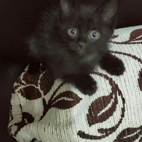 котенки