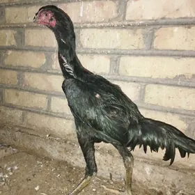 baysow jüje