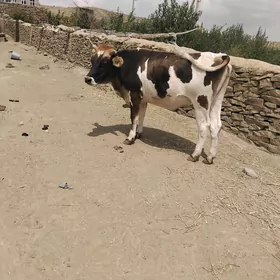Ala sygyr