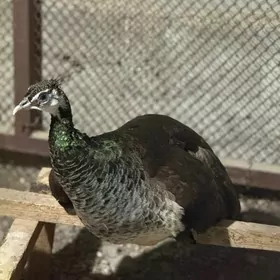 Tawus guş