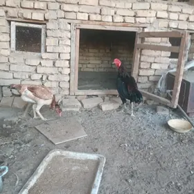 Horaz
