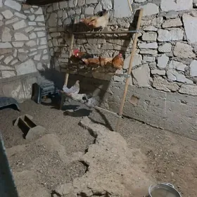 tawuk