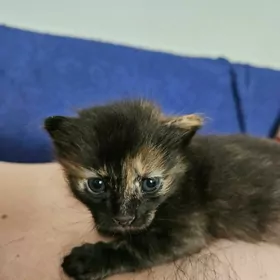 котенок