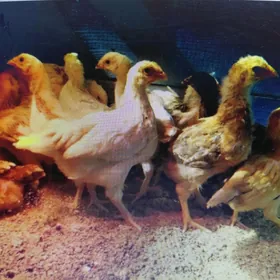 taşkent jüýjeler