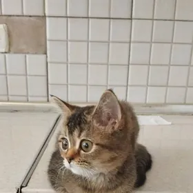 котенок