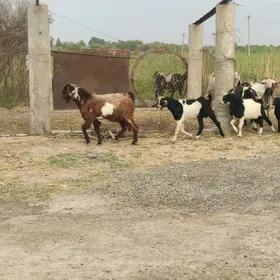 Arassa PÄKISTAN süýtli geçiler