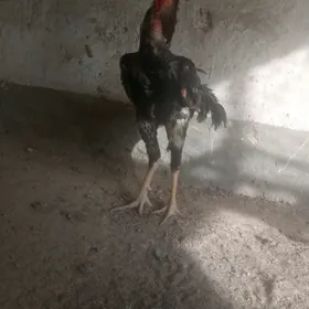 Taskent horaz