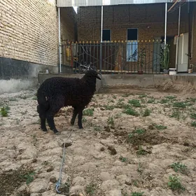 goçkar