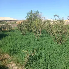 йорунжа