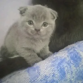 Котята