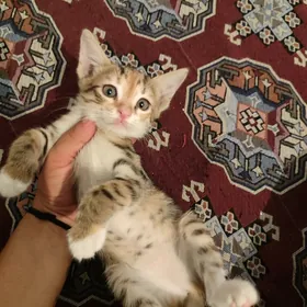 котята