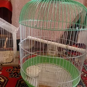клетка - кетек