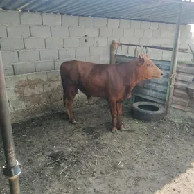 öküz