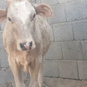 tuwe goleli sygyr