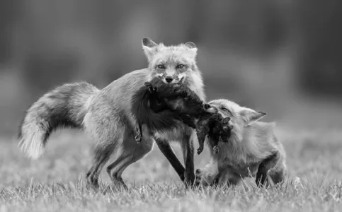 Monochrome Photography Awards 2025-iň “Ýabany tebigat” kategoriýasynda ýeňijiler yglan edildi