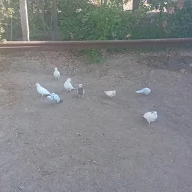 Ak kepderi
