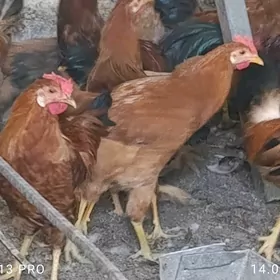 TÜRKMEN.HORAZLAR. 