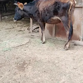 sygyr