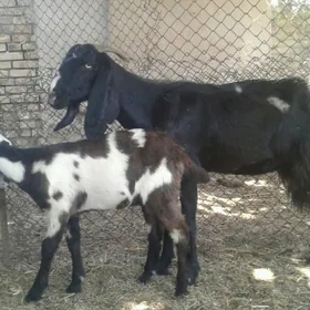 Pakistan ovlak