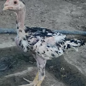 taskent juyje