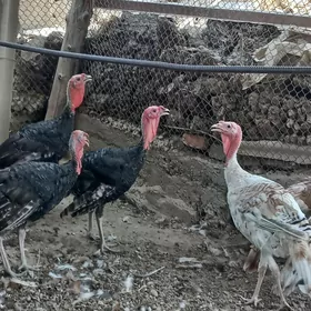 induk horazlar