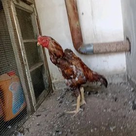 Horaz
