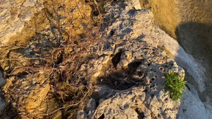 Tehasda suw joşguny 100 mln ýyldan gowrak ozal ýaşan dinozawrlaryň yzlaryny ýüze çykardy