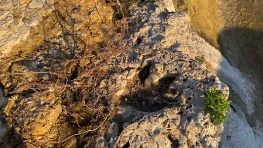 Tehasda suw joşguny 100 mln ýyldan gowrak ozal ýaşan dinozawrlaryň yzlaryny ýüze çykardy