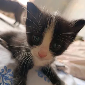 котята в заботливые руки