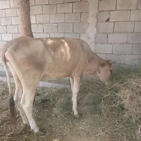 sygyr