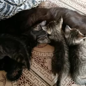 Pişik