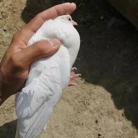 Owadan Kepderiler