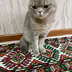 шотландский висилаушка