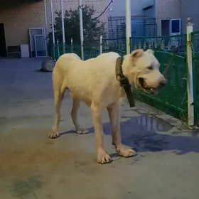 Akgus