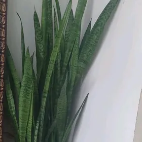Gül