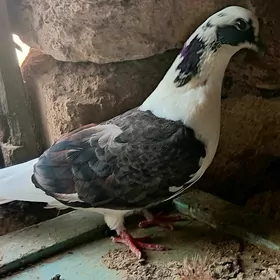 Guş