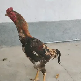 Horaz