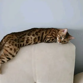 бенгалы