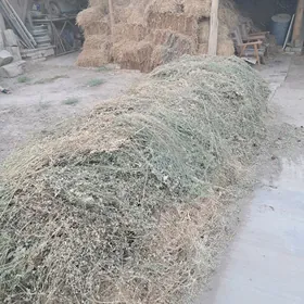 Yorunja durli otlar