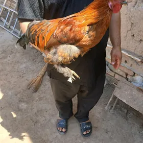 Horaz