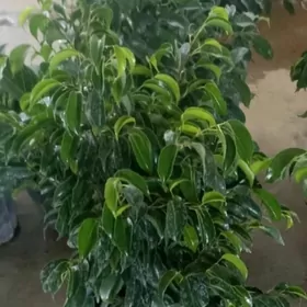 Фикус Бенджамин