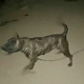 Pidbul  gyz