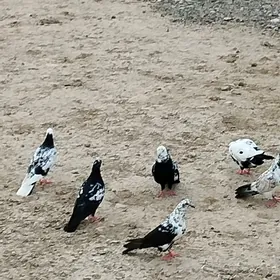Kepderi