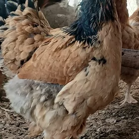 Brama towuklar