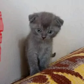 котята