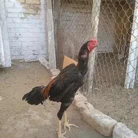 Байцовый